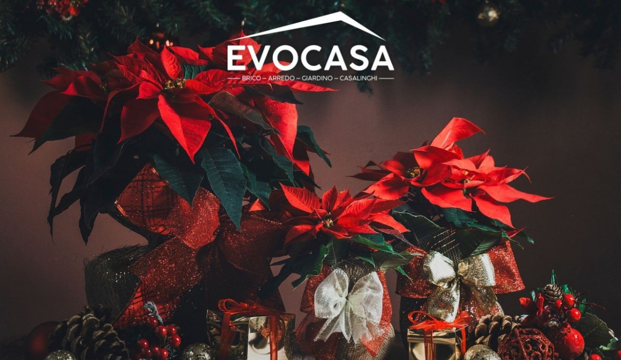  																			Come curare la stella di Natale: guida completa 									