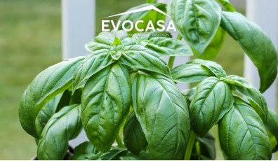 Coltivare basilico: tutti i segreti