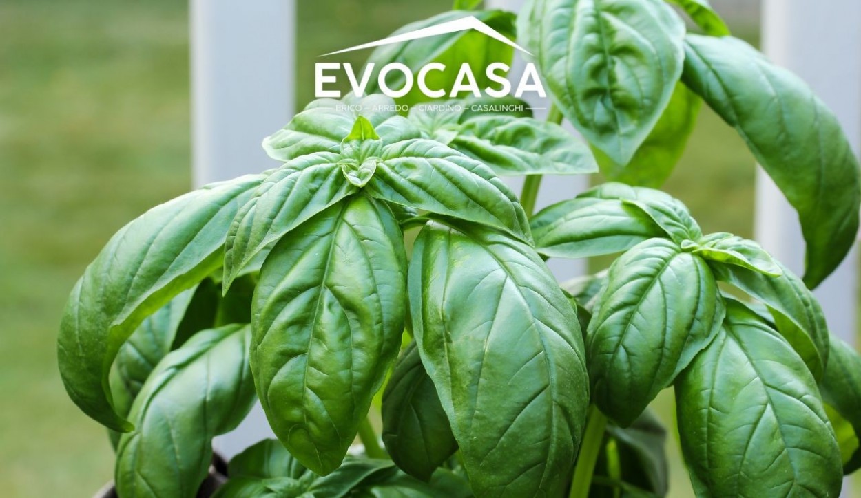  																			Coltivare basilico: tutti i segreti 									