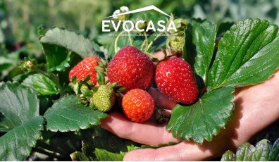 Come coltivare le fragole