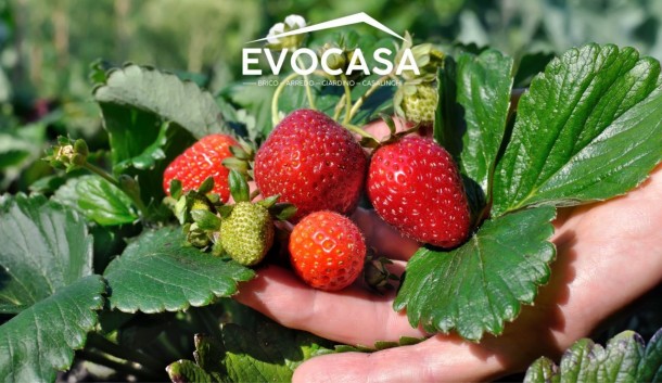 Come coltivare le fragole