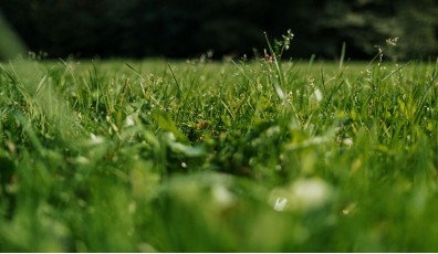 Come seminare il prato: la guida