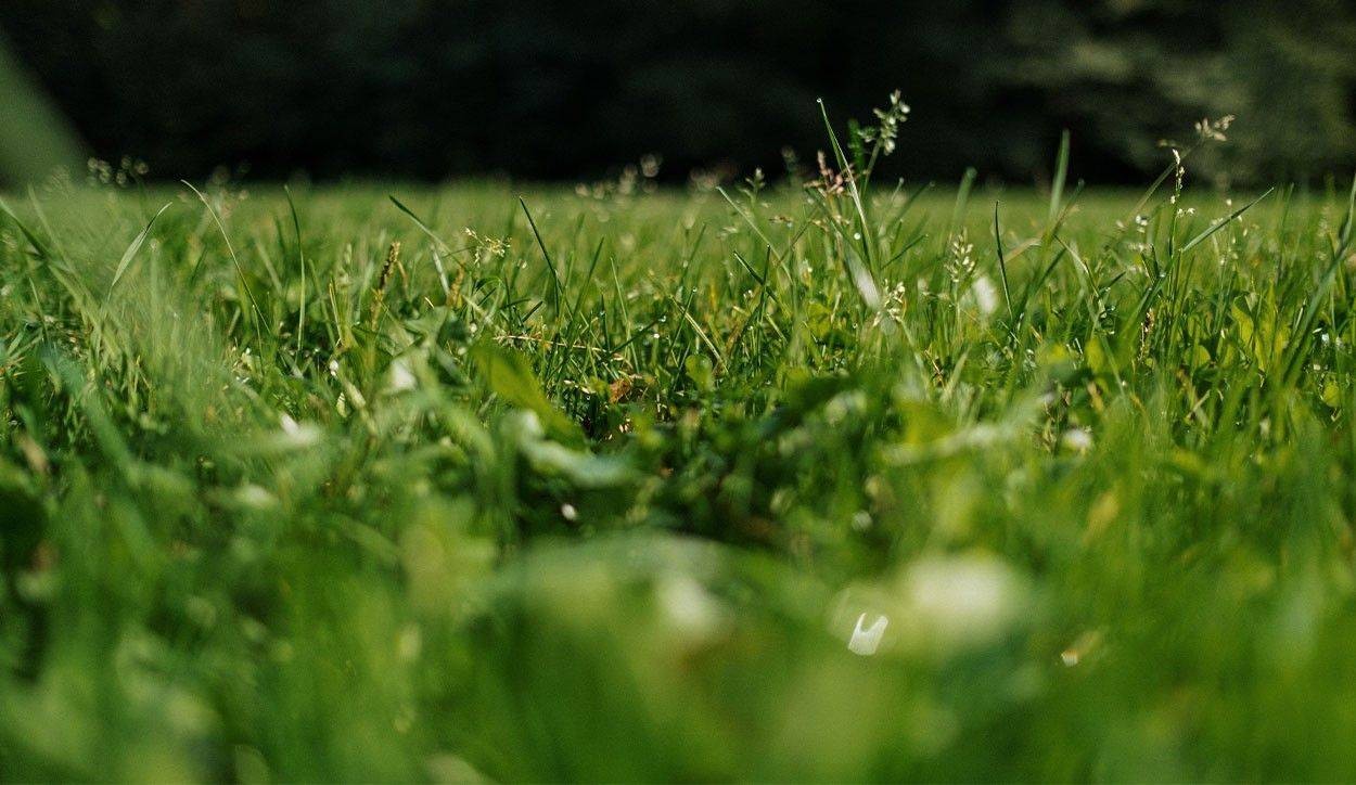  																			Come seminare il prato: la guida 									