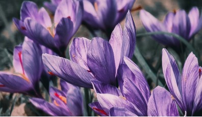 Coltivare zafferano: la guida completa