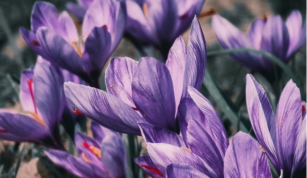 Coltivare zafferano: la guida completa