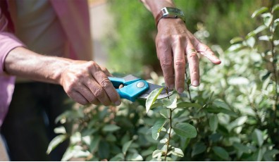 Potatura alberi da frutto: tecniche e consigli