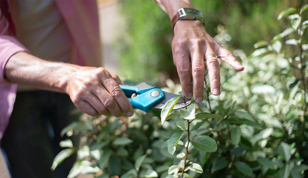  																			Potatura alberi da frutto: tecniche e consigli 									