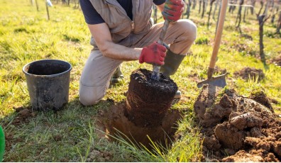 Piantare un albero in modo semplice e veloce: guida pratica