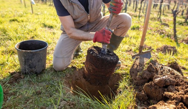 Piantare un albero in modo semplice e veloce: guida pratica