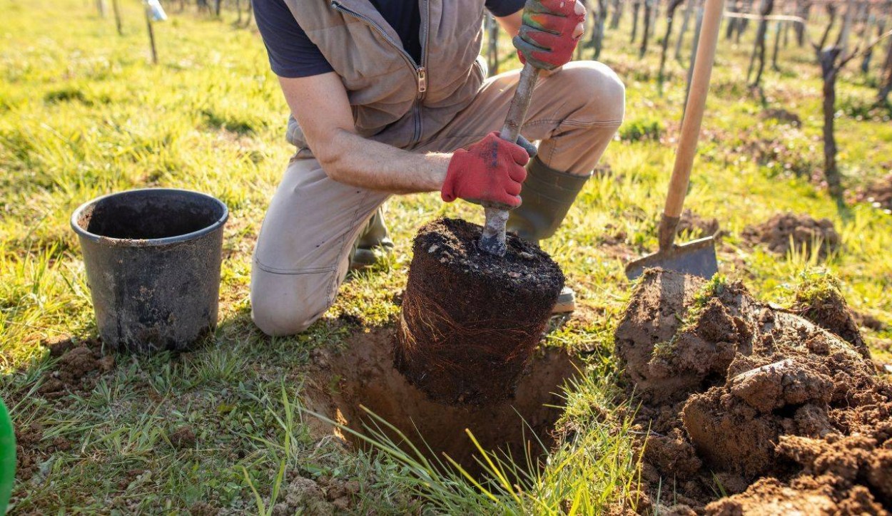  																			Piantare un albero in modo semplice e veloce: guida pratica 									