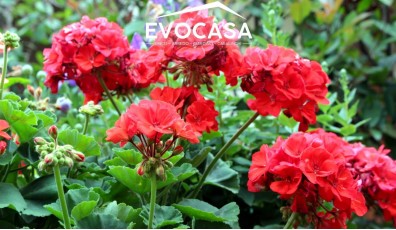 Come curare i gerani correttamente evitando errori