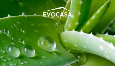 Come coltivare l'aloe vera: suggerimenti e consigli