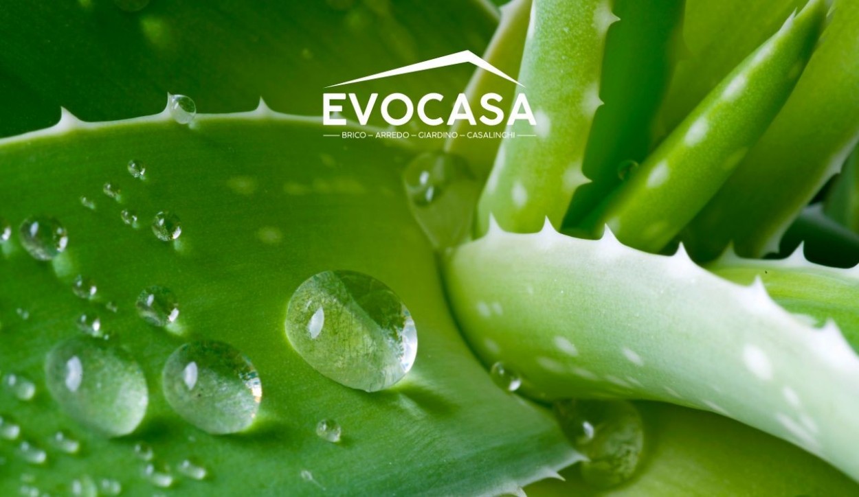  																			Come coltivare l'aloe vera: suggerimenti e consigli 									