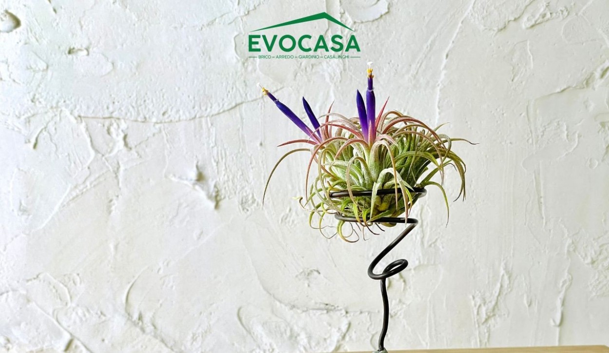  																			Tillandsia cura e manutenzione della pianta 									