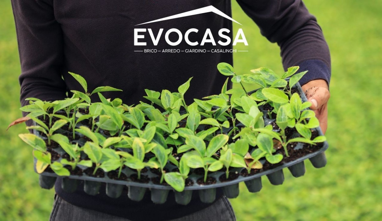  																			Semenzaio fai da te: la guida completa 									