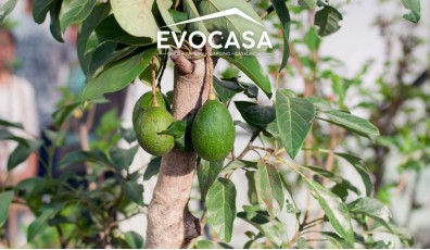 Come coltivare una pianta di avocado: 5 consigli fondamentali