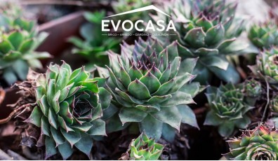 Come curare le piante grasse: giardinaggio in pillole