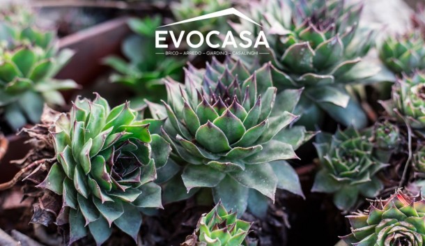 Come curare le piante grasse: giardinaggio in pillole