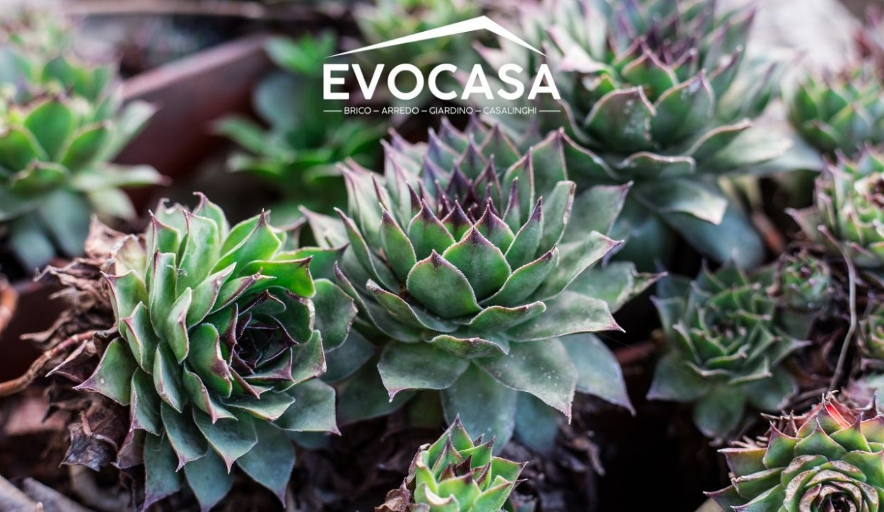  																			Come curare le piante grasse: giardinaggio in pillole 									